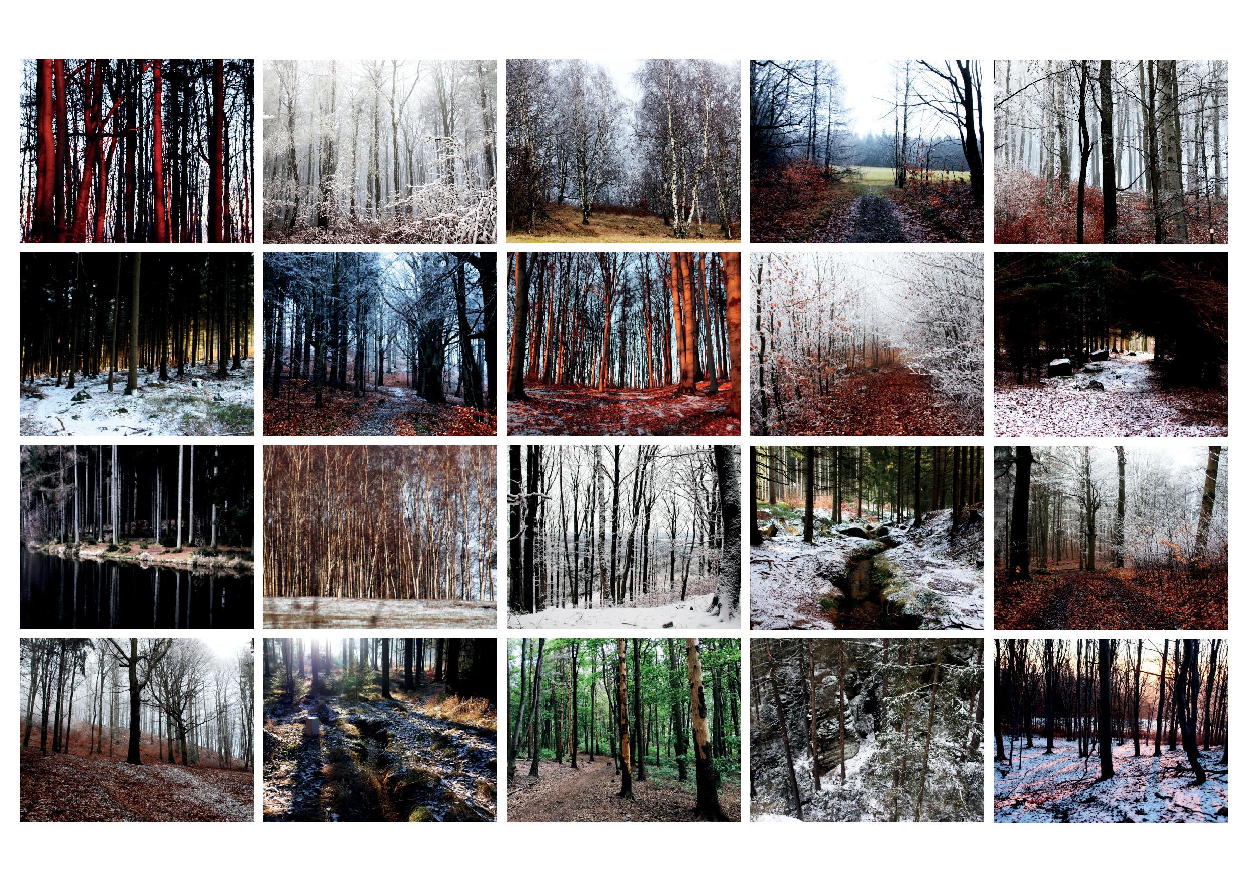 03/21 – 5×4 loňských lesů