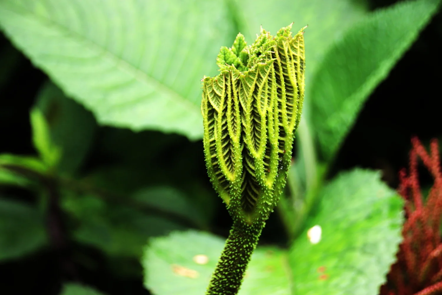 COSTA RICA MEZCLA